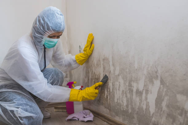 Best Professional Mold Removal  in Kearns, UT