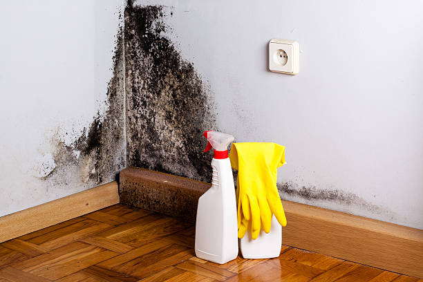 Best Local Mold Removal Service  in Kearns, UT