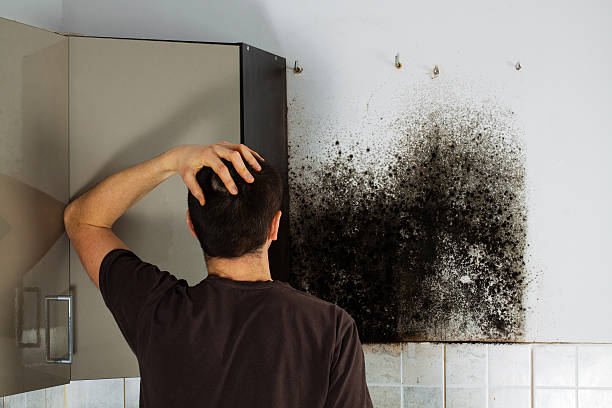 Best Mold Damage Repair  in Kearns, UT